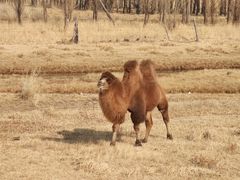 -额尔敦传统涮(光明路店)
