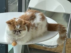 -怪兽屋·羊驼·猫咖·狗咖(俊华广场店)