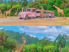 -广州长隆野生动物世界