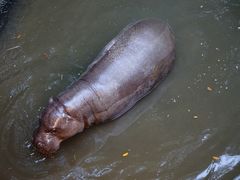 景点-清迈夜间动物园