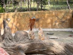 -合肥野生动物园