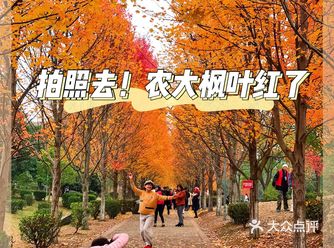 错过等一年，农大赏枫拍照了