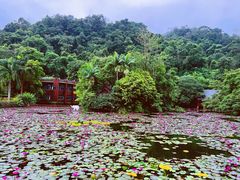 -野象谷景区