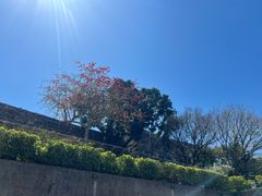 -大炮台