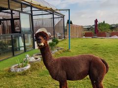 -美家乐农庄·露营·团建(大治路店)