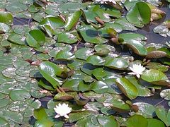 android_upload_pic-陈行公园