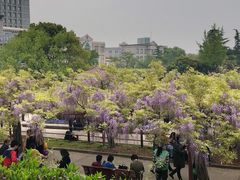 -嘉定紫藤园