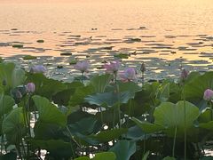 -丁香湖公园