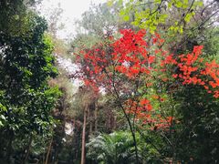 -铁山坪森林公园