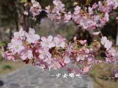 -顾村公园