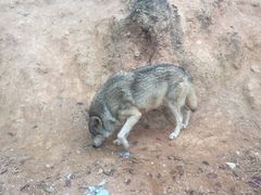 -泉州海丝野生动物世界