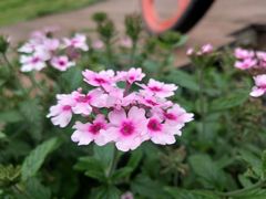 -阿斯牛牛·凉山菜(新会展店)