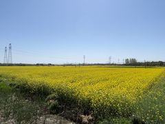 -五七小李子油焖大虾(总店)