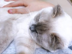 -藏猫猫咖啡主题馆(中央大道店)