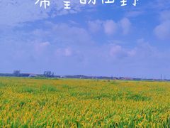 -盐城丹顶鹤湿地生态旅游区