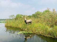 -溱湖国家湿地公园
