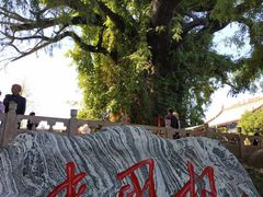 -大槐树寻根祭祖园