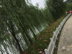 -大塘金香草谷