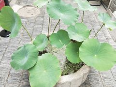 -糖房咖啡(南锣鼓巷店)