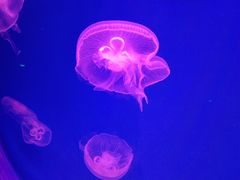 -芜湖新华联大白鲸海洋公园