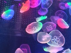 -海合安成都极地海洋公园