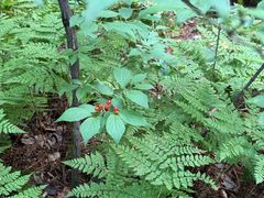 -五营红松林海景区