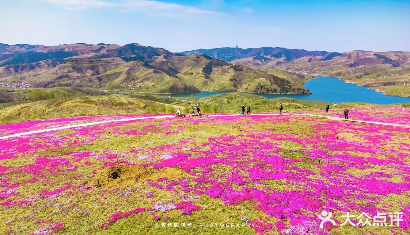 🚗自驾游淄博丨打卡网红芝樱花海❗