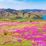 🚗自驾游淄博丨打卡网红芝樱花海❗