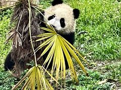 -卧龙中华大熊猫苑神树坪基地