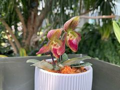 -上海辰山植物园