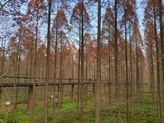 -黄海国家森林公园