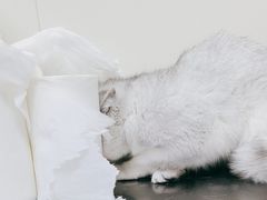 -美联众合动物医院·24h京西诊疗中心