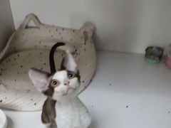 -Bastet sally猫舍购宠(静安店)