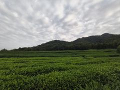 -午潮山国家森林公园