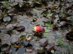 -西湖外事游船(花港观鱼码头)