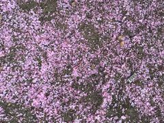 -同济大学(嘉定校区)