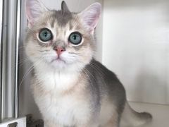 -东方名猫馆·英短金渐层布偶猫舍(环线广场1号楼店)