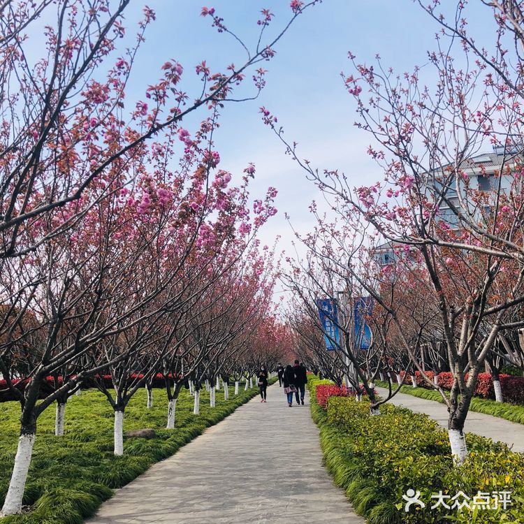 顺带去了樱花园。去的时候樱花还没完全绽放