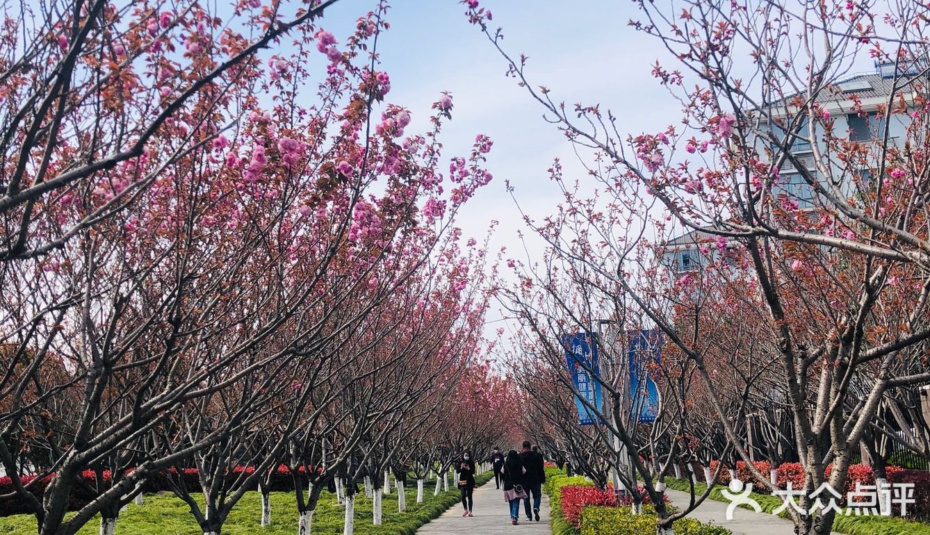 顺带去了樱花园。去的时候樱花还没完全绽放