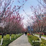 顺带去了樱花园。去的时候樱花还没完全绽放