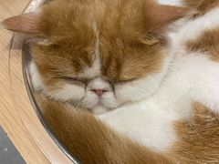 -飞行喵MR PILOT|猫舍·猫咖(静安大融城店)