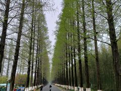 -黄海国家森林公园