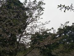 -武汉大学-樱园