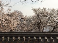 -景福宫