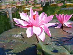 -中国科学院西双版纳热带植物园