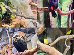 -正佳雨林生态植物园