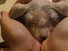 -猫色咖啡·猫咖