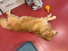 -和它·交个朋友·狗咖猫咖(爱琴海店)