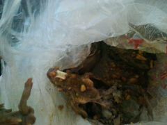 -老号尤兔头(幸福店)