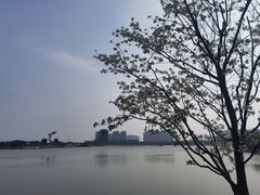 -九龙湖公园